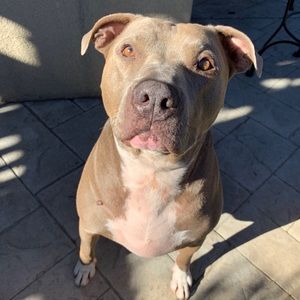 Meet your Posher, Kurk